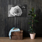 Canvas - A Rose in Black and White - CUSTOMIIZED