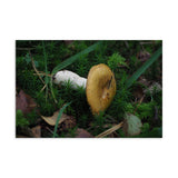 Geir's Postcard of Wild Mushroom - CUSTOMIIZED