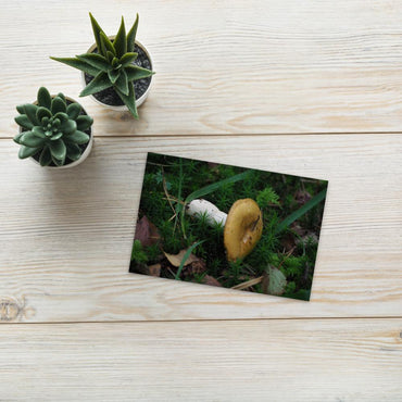 Geir's Postcard of Wild Mushroom