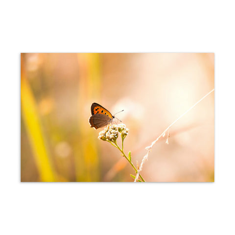 Lights on a Butterfly Postcard - CUSTOMIIZED