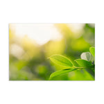 Natural Leaves Postcard - CUSTOMIIZED